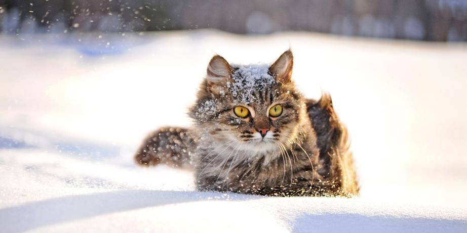 Les Chats N Aiment Pas La Neige Dh Les Sports