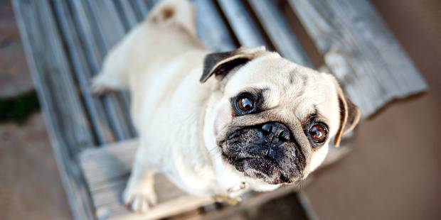 Le Carlin Un Chien De Petite Taille Et Au Caractère Bien