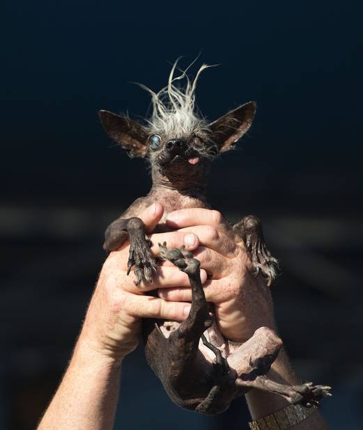 Le Concours Du Chien Le Plus Laid Au Monde Photos Dh