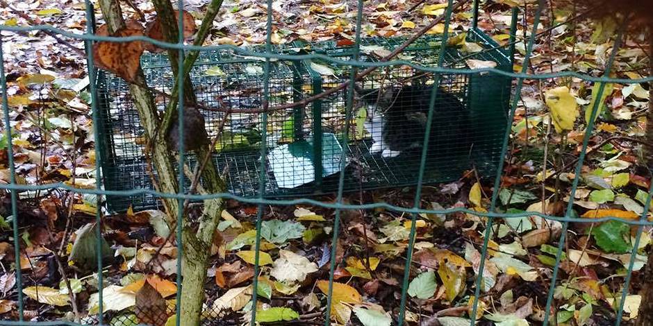 Lens Saint Remy Un Chat Prisonnier D Un Piege A Fouines Dh Les Sports