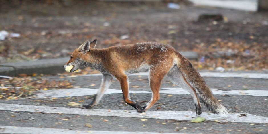 Le Chien D Un Promeneur Mordu Par Un Renard Dh Les Sports