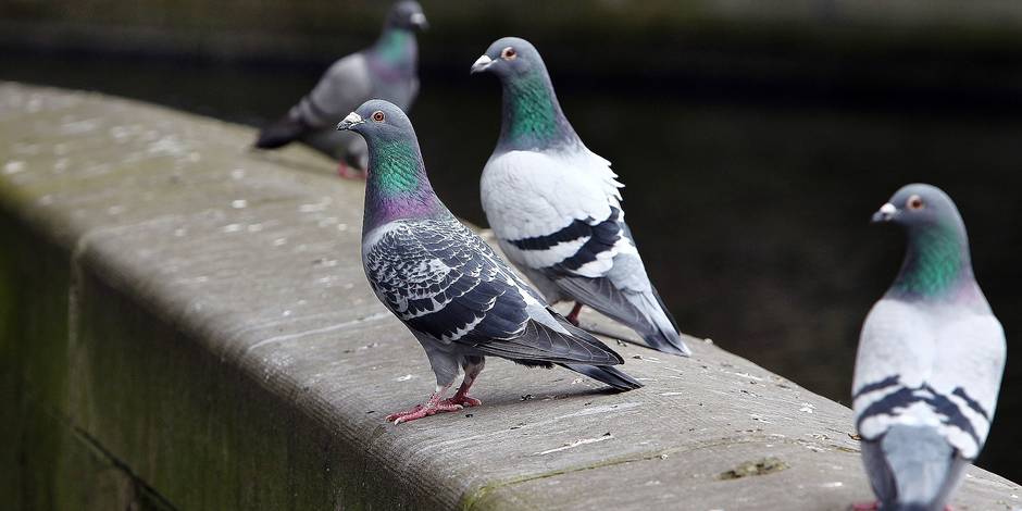 Des Pilules Contraceptives Pour Lutter Contre Les Pigeons Dh Les Sports